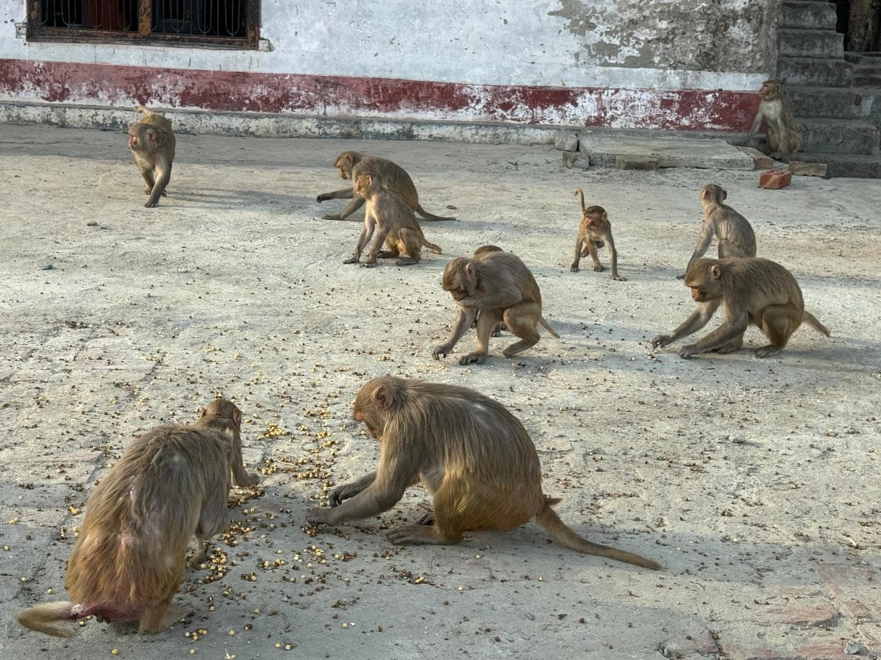 Monkey Seva Feeding initiative in three sacred regions: Ayodhya, Vrindavan, and Chitrakoot
